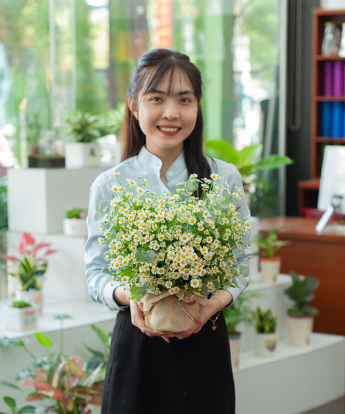 Giỏ cúc tana tươi sáng gallery