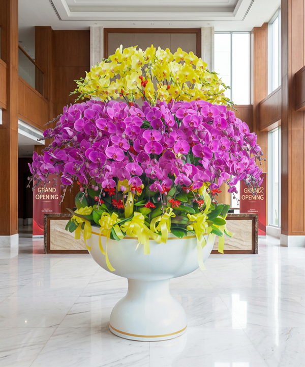 Chậu lan hồ điệp khai trương phú quý gallery