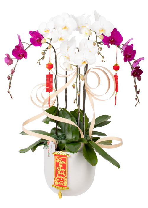 Chậu lan hồ điệp khai trương tài lộc gallery