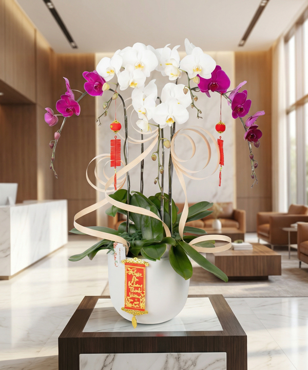 Chậu lan hồ điệp khai trương tài lộc gallery