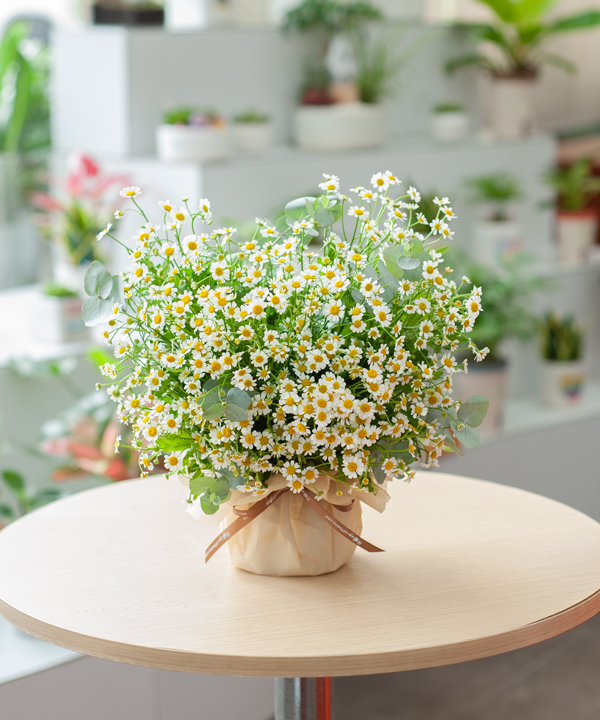 Giỏ cúc tana tươi sáng gallery